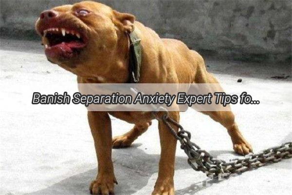 Banish Separation Anxiety Expert Tips for a Peaceful Life with Your Pup